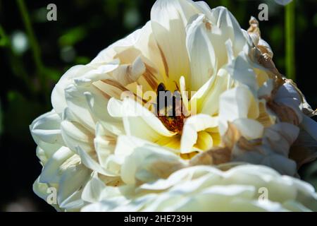 Gros plan d'une abeille extrayant le pollen et le nectar d'une fleur de pivoine blanche Banque D'Images
