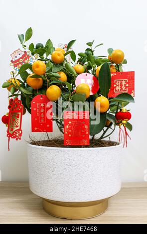 Usine de Kumquat du nouvel an chinois décorée de lanternes rouges et de voeux du nouvel an chinois, sur une table en bois, les kumquats représentent richesse et fortune Banque D'Images