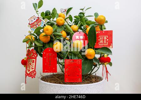 Usine de Kumquat du nouvel an chinois décorée de lanternes rouges et de salutations du nouvel an chinois, les Kumquats représentent la richesse, la prospérité et la chance en Chine Banque D'Images