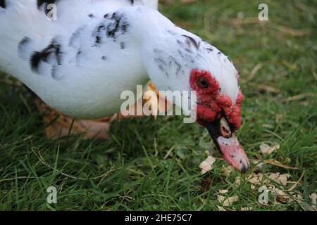 Canard muscovy fourragent dans l'herbe/ Banque D'Images