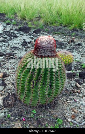 Melocactus intortus est une espèce commune de cactus des Caraïbes.Les photos ont été prises sur Sainte-Lucie. Banque D'Images