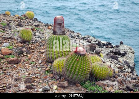 Melocactus intortus est une espèce commune de cactus des Caraïbes.Les photos ont été prises sur Sainte-Lucie. Banque D'Images