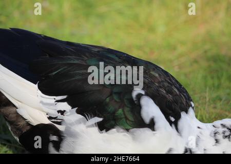 Les plumes irisées du dos de Muscovy drake. Banque D'Images