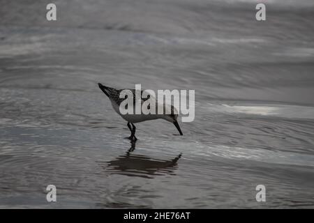 Pluvier à ventre noir à la recherche de nourriture sur une plage. Banque D'Images