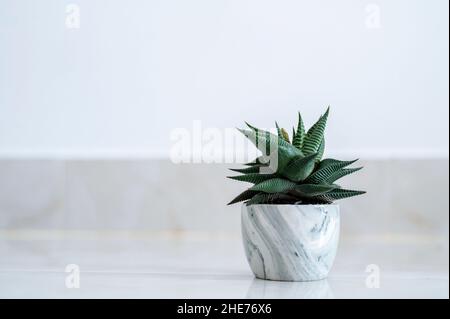 Haworthia limifolia Marloth Arbre utilisé pour la décoration dans une maison sur fond blanc Banque D'Images