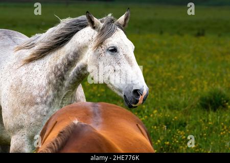 Cheval Appaloosa dans le champ vert Banque D'Images