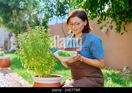 Femme cueillant des feuilles de basilic en pot, maison épicée jardin de plantes Banque D'Images