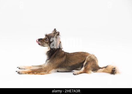 Vue latérale d'un chien mignon allongé sur le nez.Un chien de race multiple.Il regarde vers l'avenir. Banque D'Images