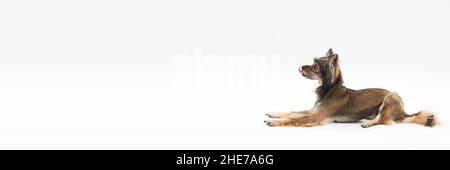 Vue panoramique latérale d'un chien doux et couché qui se régle le nez.Un chien de race multiple.Il regarde vers l'avenir. Banque D'Images