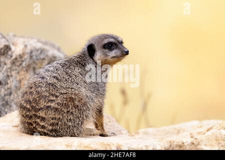 Suricata suricata, un meerkat vigilant, garde un point de vue.Cette petite créature vit en paquets et est indigène à l'Afrique australe. Banque D'Images