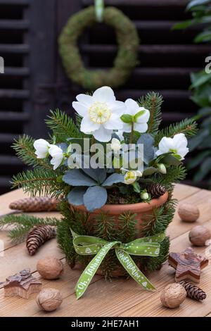 helleborus niger en pot décoré de branches de sapin comme décoration de noël Banque D'Images