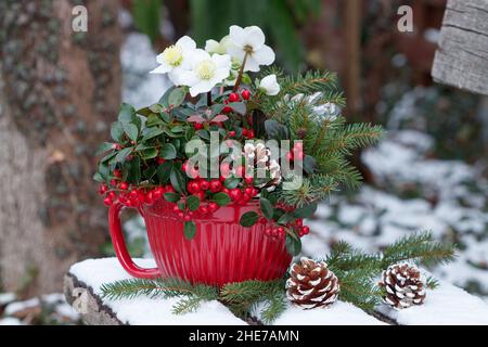 wintergreen, helleborus niger et branches de sapin en pot de porcelaine dans le jardin d'hiver Banque D'Images