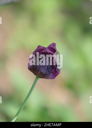 Opium pavot Papaver somniferum aux pétales de lavande pourpre dans un jardin Banque D'Images