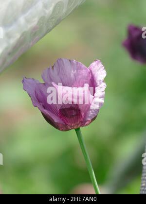 Opium pavot Papaver somniferum aux pétales de lavande pourpre dans un jardin Banque D'Images