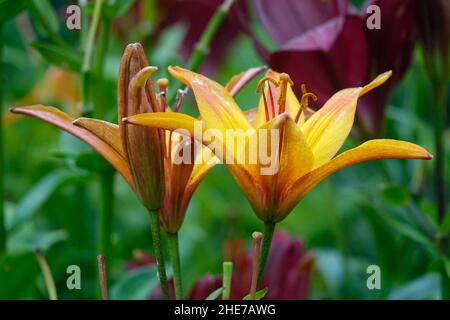 Happy Memories Lilies aux pétales jaune et orange et le Maroon ou violet foncé Maripa Lily, Lilies multicolores dans un jardin, Lilium, orienté vers le haut Banque D'Images