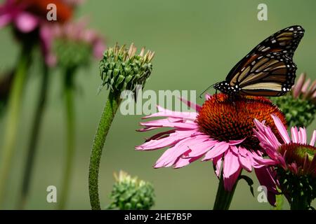 Magnifique Monarch papillon sur la tête de fleur d'échinacée rose, pollinisation, photo sélective de stock, papillons dans un jardin atterrissage sur Coneflewer Banque D'Images