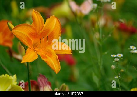 Lilas orange Daylilies Hemerocallis fulva tawny dayly, lis de maïs, dayly de tigre, lis de rigole, lis de fossés,Nénuphar du 4 juillet ou nénuphar du bord de la route Banque D'Images