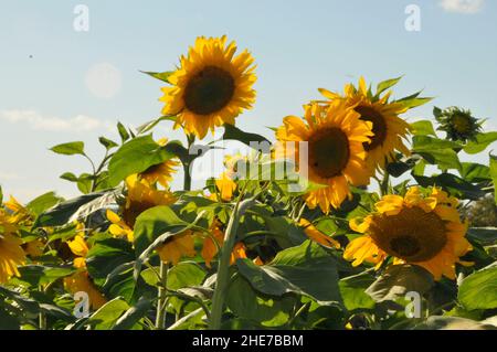 Un groupe de grands Sunflower Mammoth russes dans une ferme de Sunflower lors d'une belle journée avec Blue Skies Banque D'Images