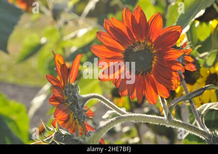 Tournesol du Moulin Rouge, pétales d'orange brûlé, tournesol rouge bourguignon lors d'une journée ensoleillée dans un jardin Banque D'Images