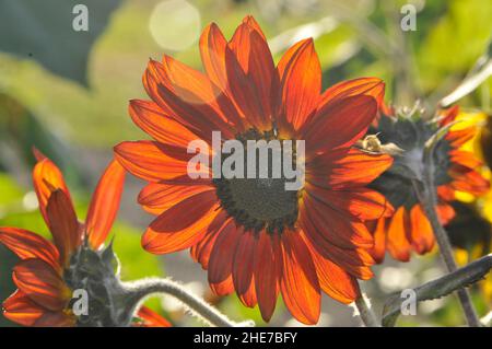 Tournesol du Moulin Rouge, pétales d'orange brûlé, tournesol rouge bourguignon lors d'une journée ensoleillée dans un jardin Banque D'Images