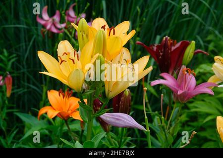 Grappe de lilies hybrides colorées dans un jardin, combinaison de nénuphars jaunes de pêche, nénuphars d'orange, nénuphars de Bourgogne, nénuphars roses, petit fantôme Banque D'Images