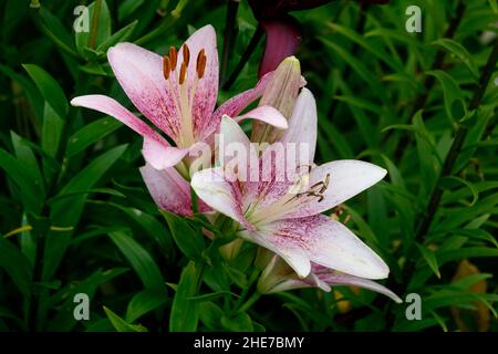 Deux lilas Stargazer dans un jardin de fleurs, pétales blancs gorge rose avec des taches roses éparses dans la fleur pleine sur un fond vert Banque D'Images