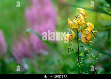 Lilium hansonii, lis de Hanson, lis à capuchon de turk japonais, pétales d'orange jaune incurvé à pois, hybride, face vers le bas, avec feuilles en spirale Banque D'Images