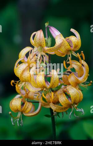 Lilium hansonii, lis de Hanson, lis à capuchon de turk japonais, pétales d'orange jaune incurvé à pois, hybride, face vers le bas, avec feuilles en spirale Banque D'Images