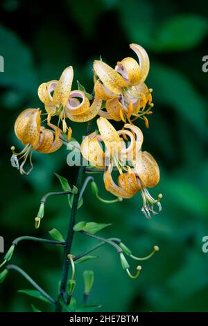 Lilium hansonii, lis de Hanson, lis à capuchon de turk japonais, pétales d'orange jaune incurvé à pois, hybride, face vers le bas, avec feuilles en spirale Banque D'Images