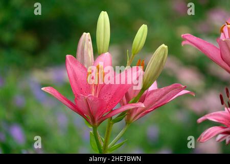 Fleurs de lilas roses, lilas asiatiques, Lys hybrides avec taches brunes sur les pétales, dans un ensemble de bourgeons de lilas, Nouveau Bud sur le point de Bloom Banque D'Images