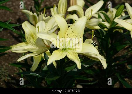 Un bouquet de lilies hybrides blanches avec une gorge vert clair, asiatique, pétales blanc crème, taches brunes, points bruns, points bruns,Également appelé le roi Pete Lily Banque D'Images