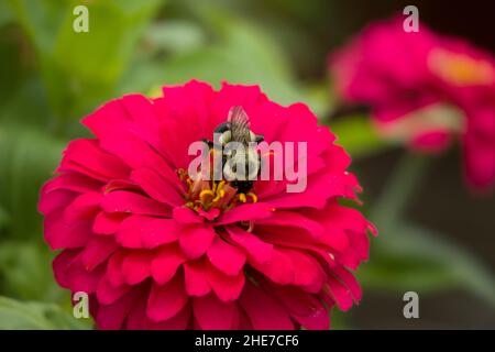 Bumblebee sur Zinnia Zahara Profusion Double Hot Cherry Flower Head pétales rose foncé, jaune pollen ensemencé attire les abeilles a dans un jardin, sélectif Focus Banque D'Images