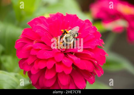 Bumblebee sur Zinnia Zahara Profusion Double Hot Cherry Flower Head pétales rose foncé, jaune pollen ensemencé attire les abeilles a dans un jardin, sélectif Focus Banque D'Images