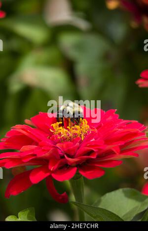 Bumblebee sur Zinnia Zahara Profusion Double Hot Cherry Flower Head pétales rose foncé, jaune pollen ensemencé attire les abeilles a dans un jardin, sélectif Focus Banque D'Images