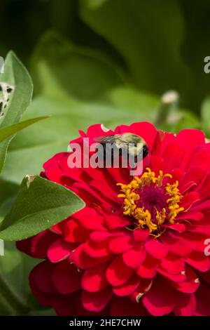 Bumblebee sur Zinnia Zahara Profusion Double Hot Cherry Flower Head pétales rose foncé, jaune pollen ensemencé attire les abeilles a dans un jardin, sélectif Focus Banque D'Images
