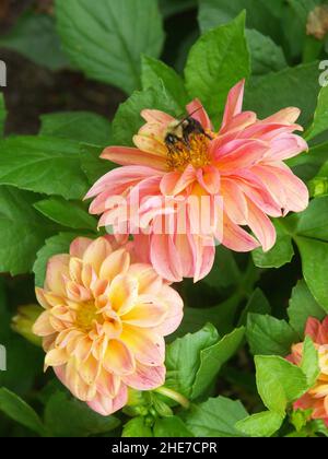 Le Dahlias aux pétales de couleur Peach Pink Salmon et un centre de pollen jaune attirent une abeille pollinisante dans un jardin Dahlia Banque D'Images
