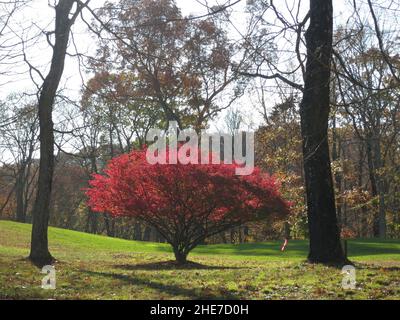 La nature fait vraiment un spectacle aujourd'hui avec ce buisson rouge écarlate qui se détache sur le fond automnal! Banque D'Images