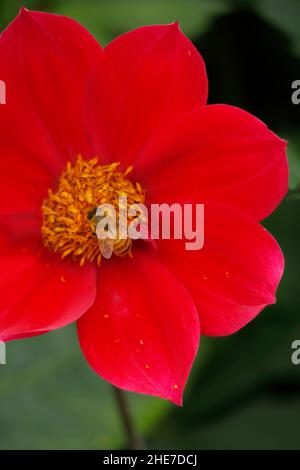 Une abeille diligente repose sur les pétales rouges vibrants d'une coccinea Dahlia, capturant l'essence d'un après-midi d'été serein dans le jardin. Banque D'Images