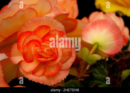 Begonia vertical Double Picotee Sunburst, jaune vif Begonias Tuberous, fleurs roses, pétales orange jaune doré avec bords rouges Banque D'Images