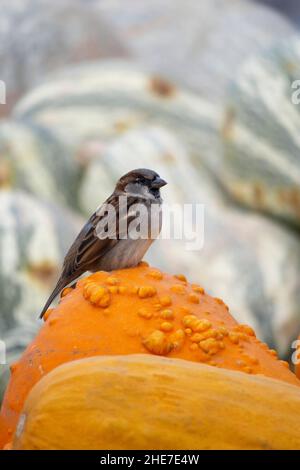 Oiseau perchée sur un Gourde d'orange de guerre dans un carré de citrouille de courge d'hiver à rayures vertes et blanches Banque D'Images