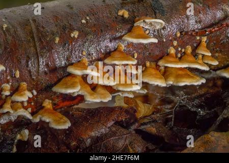 Champignon (Ganoderma lucidum), Bavière, Allemagne Banque D'Images