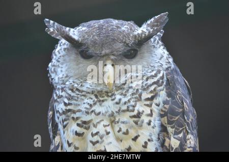 Portrait d'un aigle-hibou à ventre direct Banque D'Images