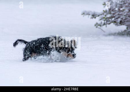 Mini-chien en fil de fer à poil dur teckel chiot (5 mois) en train de traverser la neige par une journée d'hiver Banque D'Images