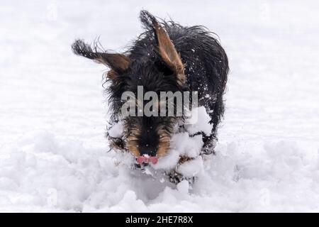 Mini fil hachshund teckel chiot (5 mois) courant dans la neige vers l'appareil photo avec la langue rose dehors le jour d'hiver Banque D'Images