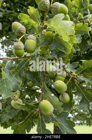 Stieleichel (Quercus robur) Banque D'Images