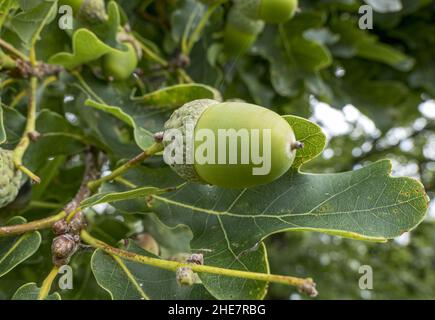 Stieleichel (Quercus robur) Banque D'Images