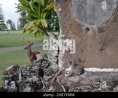 Chat et cerf au parcours de golf Kukuiolono à Kalaheo sur Kauai, au milieu de l'océan Pacifique Banque D'Images