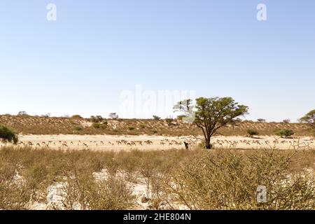 Monticules de termites dans le Kgalagadi Banque D'Images