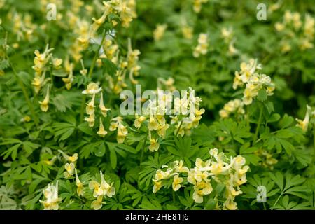 Corydalis Lutea, délicate fleurs tubulaires jaunes avec le feuillage de la dentelle Banque D'Images