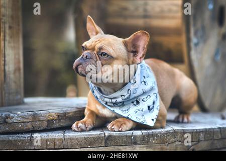 Chien Bulldog français avec mouchoir bleu couché entre des tambours de câble industriels en bois Banque D'Images